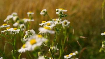 小雏菊在线视频播放,温馨治愈的在线视频之旅